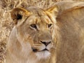 Close up portrait of a lioness Royalty Free Stock Photo