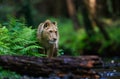 Close-up portrait of a lioness chasing a prey in a creek.