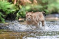 Close-up portrait of a lioness chasing a prey in a creek.