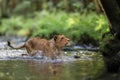 Close-up portrait of a lioness chasing a prey in a creek.