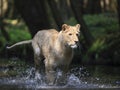Close-up portrait of a lioness chasing a prey in a creek.