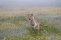 Close-up portrait of a lioness running  in a foggy morning Royalty Free Stock Photo