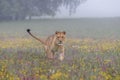 Close-up portrait of a lioness running in a foggy morning