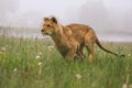 Close-up portrait of a lioness running in a foggy morning through a savanna.