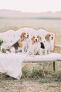 Close-up portrait of the little cute dogs in the brown dots sitting on the white vintage sofa among the field.