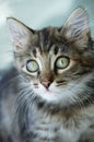Close-up portrait of a little gray kitten. Royalty Free Stock Photo
