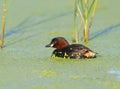 Close up portrait of little grebe Royalty Free Stock Photo