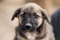 Close-up portrait of little homeless puppy in handmade aviary made by volunteers waiting for family to adopt dog. Small homeless Royalty Free Stock Photo