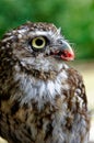 Bird of prey - a little owl is eating some meat