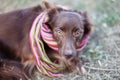 Close up portrait of little red chocolate dog mix or mongrel in bright stripped scarf outside. Blurred background. Cute pretty