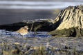 Close-up portrait of Little Ringed Plover on muddy beach