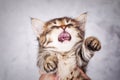Close up portrait of a little tabby kitten Royalty Free Stock Photo