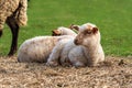 Close-up portrait of a little white and brown lamb with a cute face sitting on straw on a green meadow Royalty Free Stock Photo