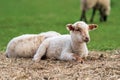 Close-up portrait of a little white and brown lamb with a cute looking face sitting on straw on a green meadow Royalty Free Stock Photo