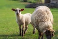 Close-up portrait of a little white and brown lamb with its ewe on a green meadow, curiously looking at the camera while grazing Royalty Free Stock Photo