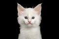 Little White Maine Coon Kitten Isolated on Black Background