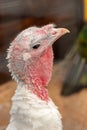 Close-up portrait of a live turkey. Royalty Free Stock Photo