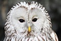 Close-up portrait of long-tailed tawny owl