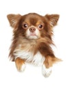 Close-up portrait of a Longhaired Chihuahua dog