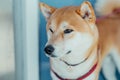Close-up portrait of looking away asian dog shiba inu. Pets concept. Banner