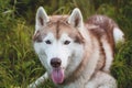 Close-up portrait of lovely beige and white dog breed siberian husky lying in the grass in early fall Royalty Free Stock Photo