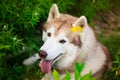 Close-up portrait of lovely beige and white dog breed siberian husky lying in the green grass and white flowers Royalty Free Stock Photo