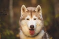 Close-up Portrait of lovely and happy Siberian Husky dog sitting in the bright enchanting fall forest