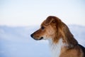 Close-up portrait of lovely mongrel dog. Profile portrait of beautiful red non pedigreed dog is on the snow background