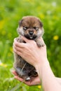 Close-up Portrait of lovely two weeks old shiba inu puppy in the hands of the owner in the buttercup meadow Royalty Free Stock Photo