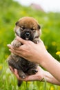 Close-up Portrait of lovely two weeks old shiba inu puppy in the hands of the owner in the buttercup meadow Royalty Free Stock Photo