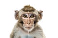 A close-up portrait of a macaque against a white background