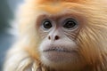 close up portrait of a macaque. Generative AI