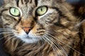 Close-Up Portrait of Magnificent Multicolored Cat - Headshot