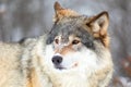 Close-up portrait of a magnificent wolf in the cold winter