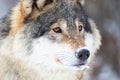 Close-up portrait of a magnificent wolf in the cold winter