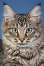 Close-up portrait of a Maine coon cat Royalty Free Stock Photo