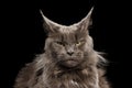 Close-up Portrait Maine Coon Cat on Black Background Royalty Free Stock Photo