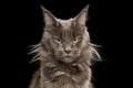 Close-up Portrait Maine Coon Cat on Black Background Royalty Free Stock Photo