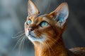 Close Up Portrait of a Majestic Abyssinian Cat with Striking Blue Eyes and Vibrant Fur Texture Against Blurred Background Royalty Free Stock Photo