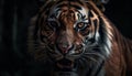 Close up portrait of majestic Bengal tiger staring fiercely outdoors generated by AI Royalty Free Stock Photo
