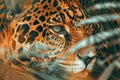 Close Up Portrait of Majestic Jaguar Behind Foliage in Warm Orange Tones, Intense Feline Gaze, Wild Predator in Natural Habitat Royalty Free Stock Photo