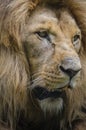 Close up portrait of a majestic lion.