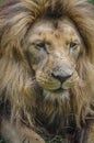 Close up portrait of a majestic lion.