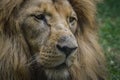 Close up portrait of a majestic lion resting in the grass Royalty Free Stock Photo
