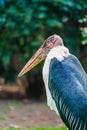 Close-up Portrait of Majestic Marabou Stork Bird in Natural Habitat Royalty Free Stock Photo