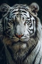 Close-Up Portrait of a Majestic White Tiger: Endangered Beauty with Piercing Blue Eyes.