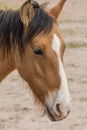 Wild Horse Portrait Royalty Free Stock Photo