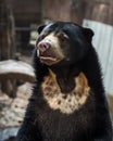 Malayan sun bear. Royalty Free Stock Photo