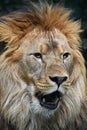 Close up portrait of male African lion Royalty Free Stock Photo