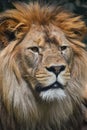 Close up portrait of male African lion Royalty Free Stock Photo